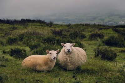 Two brown sheep standing on the grass during the day
